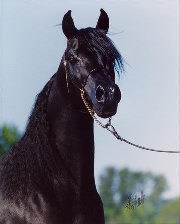 RHR Safar, SH Lakota's sire